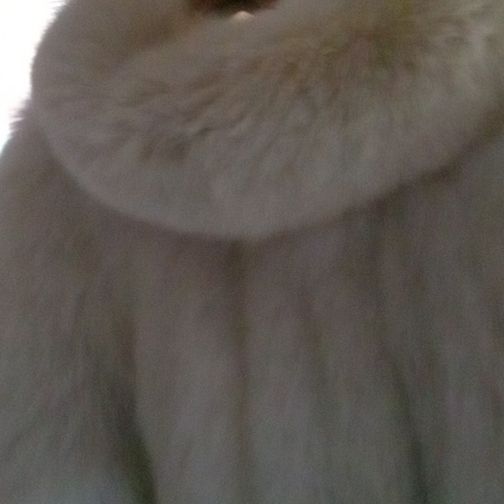 Large artic fox jacket - Picture 5 of 7